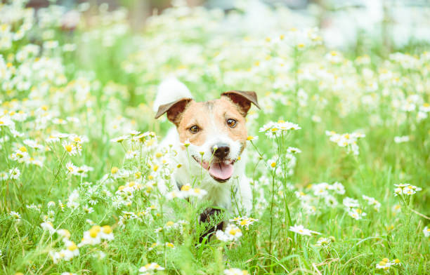 cane tra fiori di margherita in primavera soleggiata giorno di primavera a piedi in modo sicuro - tick dog flea pets foto e immagini stock