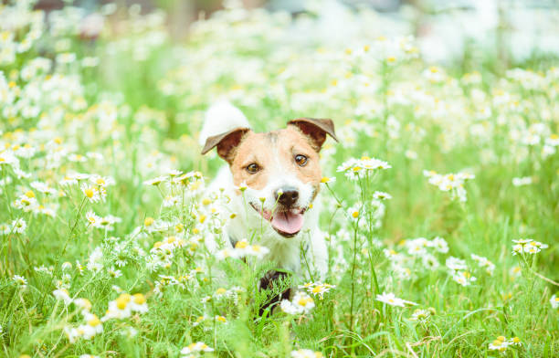 istock Dog among daisy flowers on sunny spring day walking safely 1212586377