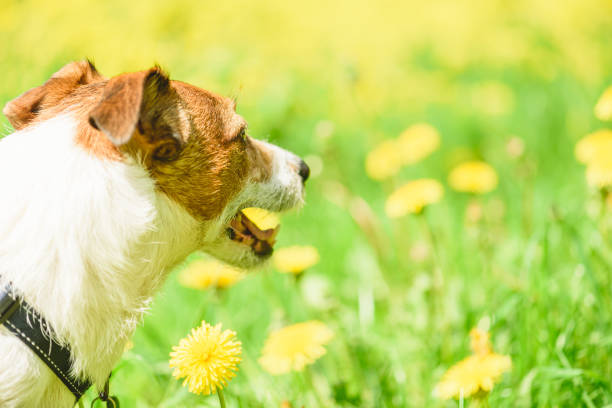 jack russell terrier cane guardando prato giallo con fiori di tarassaco in fiore - tick dog flea pets foto e immagini stock
