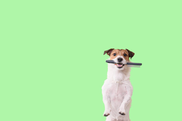 perro necesita concepto de aseo con divertido perro peludo sosteniendo cepillo de aseo en la boca - grooming fotografías e imágenes de stock