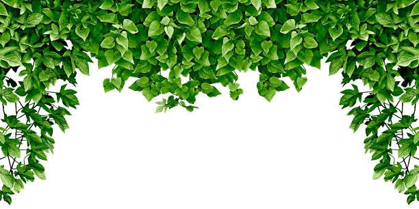 istock frame of the climbing plant isolated on white background 1212586475