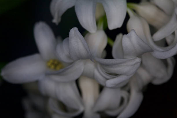 istock Extreme closeup of a white hyacinth 1212587857