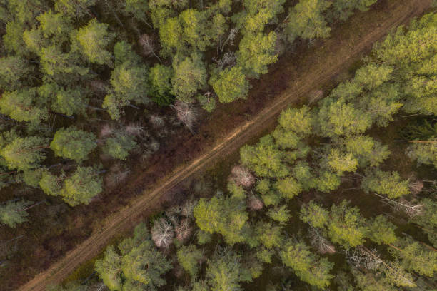 вид дрона на грунтовую дорогу через лес - road long dirt footpath стоковые фото и изображения