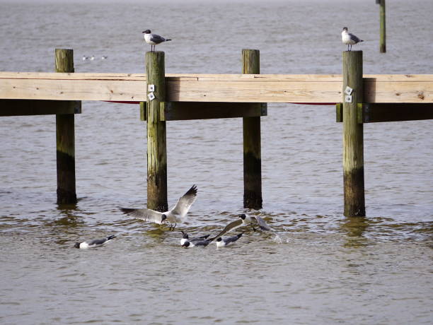 istock Birds of Fairhope 1212588859