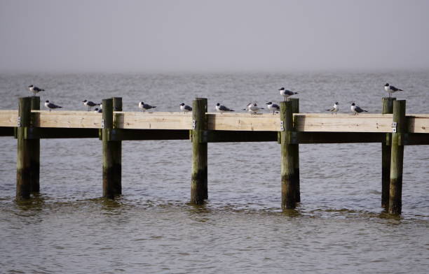 istock Seagulls of Fairhope 1212588873