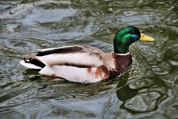 istock A view of a Mallard Duck 1212590105