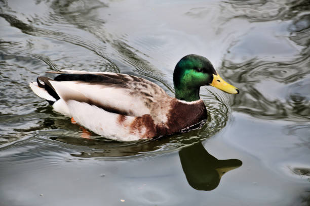 istock A view of a Mallard Duck 1212590108