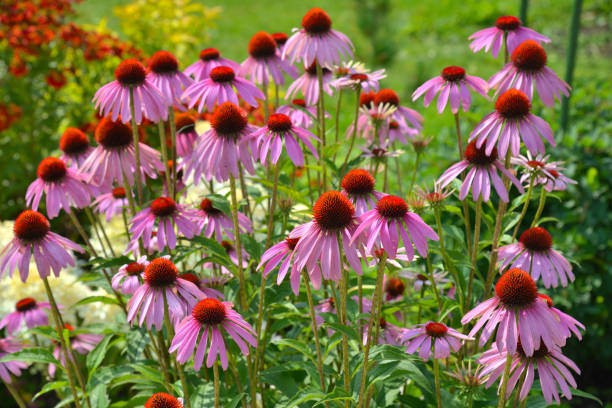 istock Echinacea purpurea on flowerbed in summer 1212590174