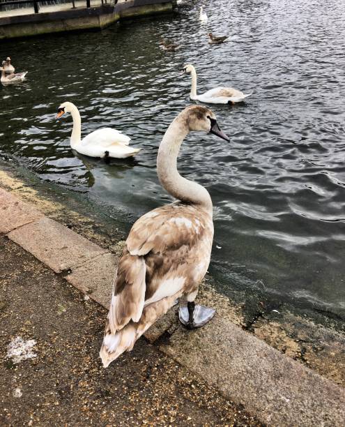 istock A view of a Mute Swan 1212590417
