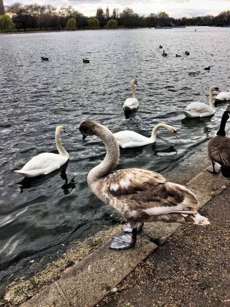 istock A view of a Mute Swan 1212590422