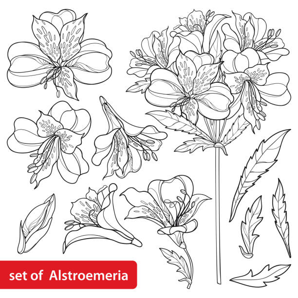 Vector set of outline tropical Alstroemeria or Peruvian lily or Incas lily bunch, bud and leaf in black isolated on white background. Vector set of outline tropical Alstroemeria or Peruvian lily or Incas lily bunch, bud and leaf in black isolated on white background. Ornate contour Alstroemeria plant for summer coloring book. alstroemeria stock illustrations