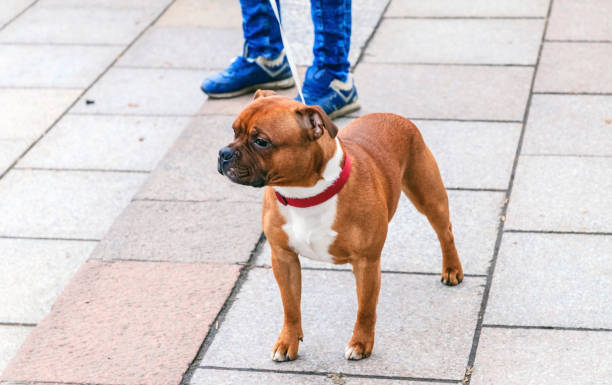 istock A man with a dog. City fragments. 1212591586