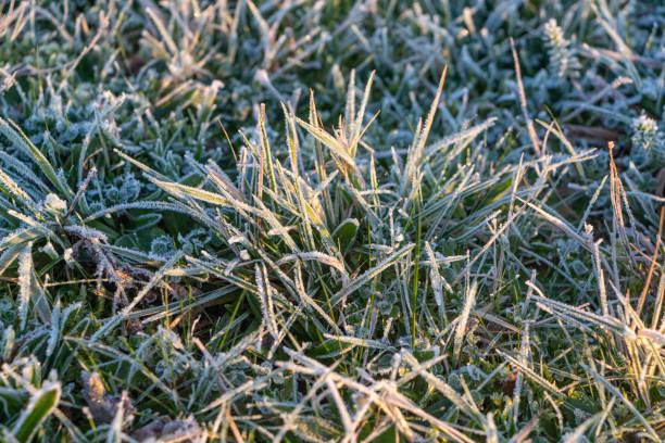 istock Frosted grass in a garden 1212591695