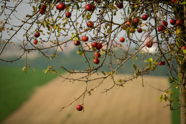Hanging old and spoiled apples against the backdrop of Moravian fields