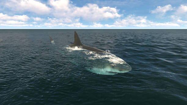 Great white shark in the atlantic ocean stock photo