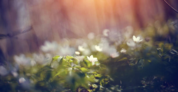 istock Blurred background with spring primroses.White spring flowers wild anemone 1212593994