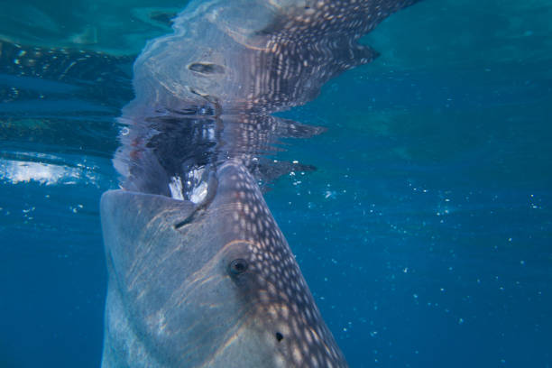 istock Whale shark with close-up, sucks water, reflection from the surface, underwater. 1212594001