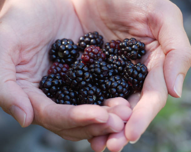 istock A handful of Blackberries 1212594054