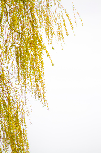 Weeping Willow Branches