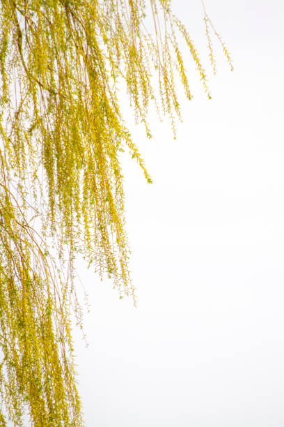 Weeping Willow Branches Weeping Willow Branches weeping willow stock pictures, royalty-free photos & images