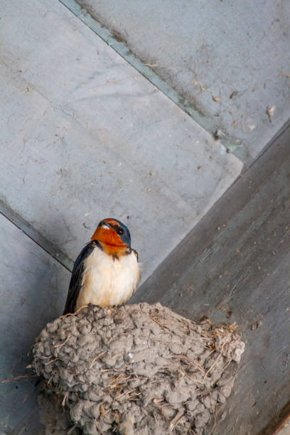 Barn Swallows un under a metal roof.