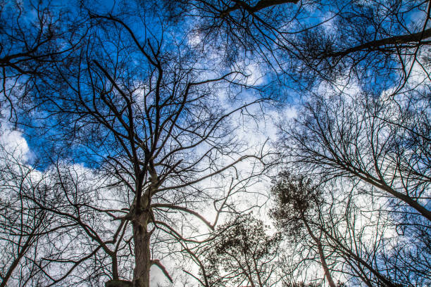 istock Trees in a forest seen upwards against the sky 1212594319