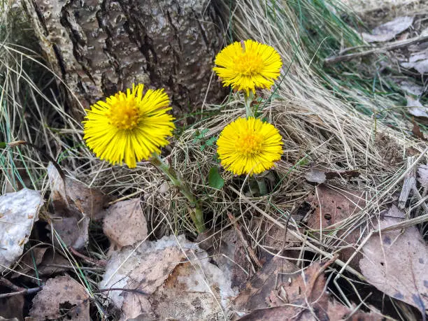 Three flowering yellow coltsfoot among old brown fall leaves and dry grass in the forest in early spring.
