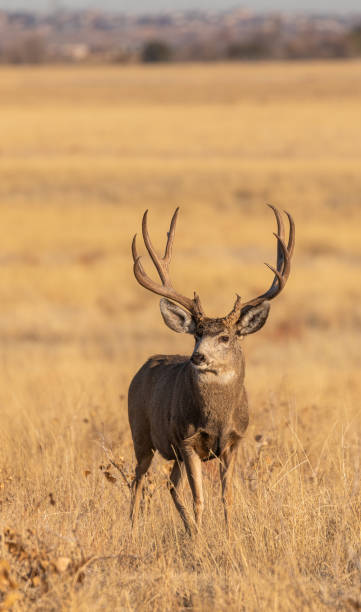 istock Mule Deer Buck in Colorado in Fall 1212595423