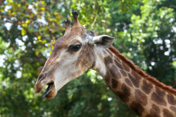 キリン(キリンカメロパルダリス)の肖像画をクローズアップ - giraffe south africa zoo animal ストックフォトと画像