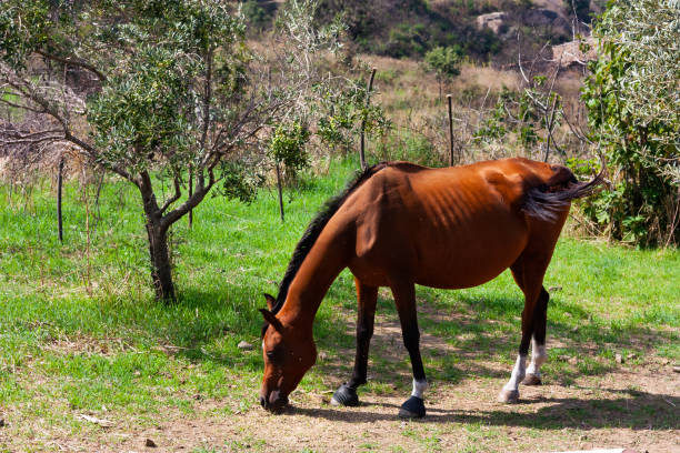 Brown racehorse grazes in mediterranean spring garden.