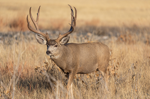 a mule deer buck in the rut in Colorado in autumn
