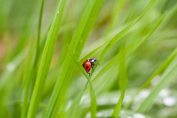 A ladybug sitting on a green leaf captured in a macro photo