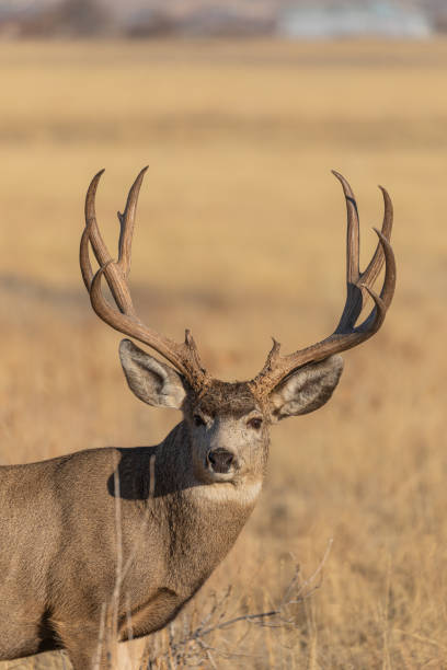 istock Mule Deer Buck in Colorado in Fall 1212597345