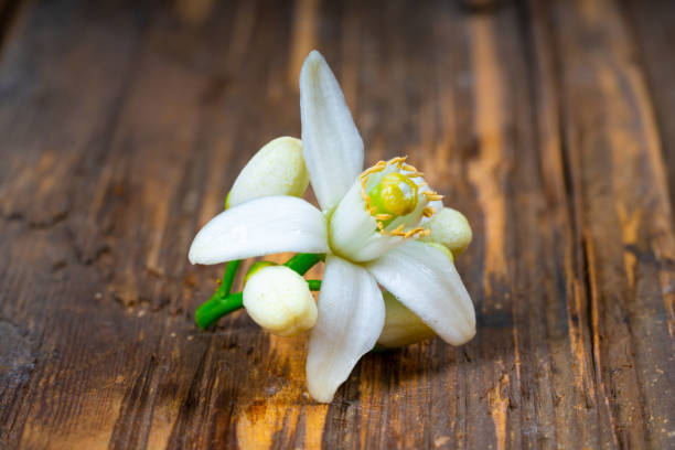 istock Orange flower on wooden 1212597526