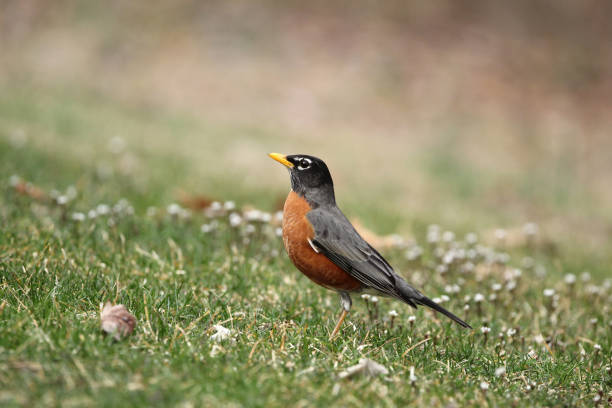 istock American Robin Turdus migratorius Standing in Green Grass Yard 1212597714