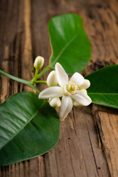 istock Orange flower on wooden 1212598603