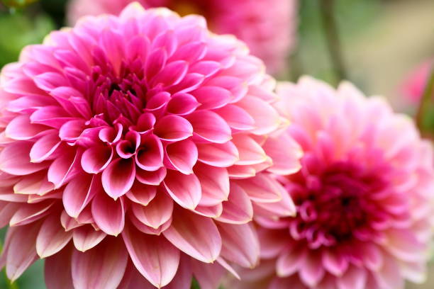 istock Dahlia in Nara, Japan 1212598826