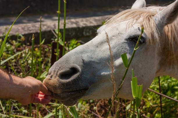 Profile portrait of white horse (Equus caballus) with lots of flies on the nose
