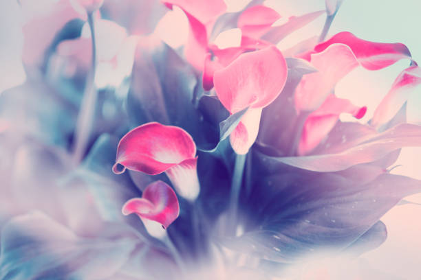 istock bouquet of calla lilies abstract background. 1212599866