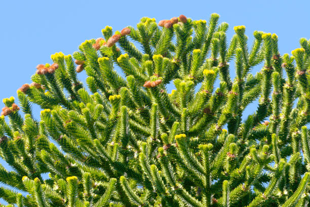 Male cones, on a male tree, of the Monkey Puzzle Pine in central Chile Male cones, on a male tree, of the Monkey Puzzle Pine (Araucaria araucana) in central Chile. The pollen from the many rust-red cones in spread by wind. araucaria araucana flower stock pictures, royalty-free photos & images