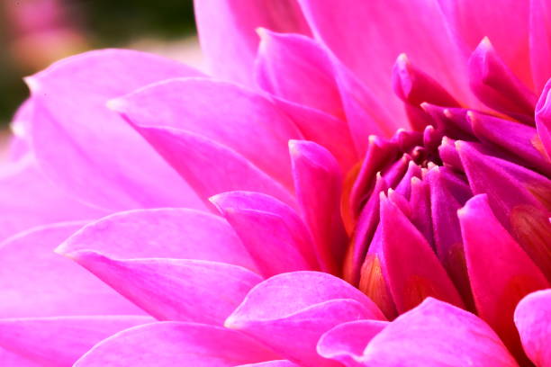 istock Dahlia in Nara, Japan 1212599954