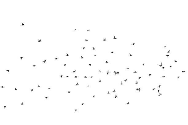 istock Group of waxwing flies over the sky, isolated on white 121260023