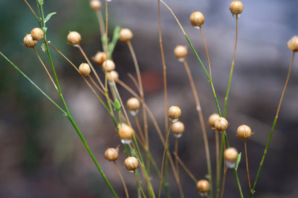 istock Selective focus ripened flax seeds on a twig. Flowers after flowering with a seed box. 1212601026