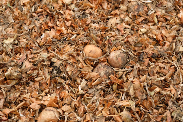 enveloppe d’oignon après la récolte du champ. fond de gros plan de peau d’oignon sec. - onionskin photos et images de collection