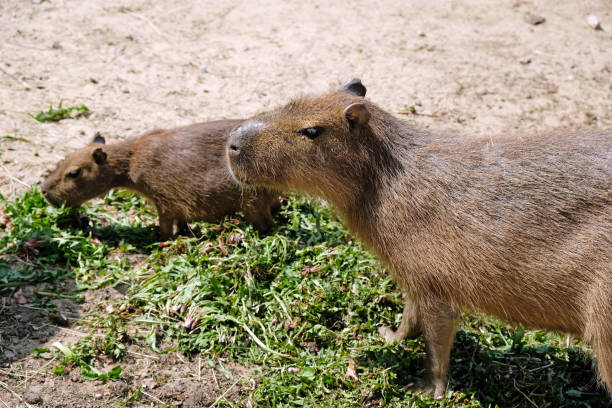 istock Two capybaras went out to eat. Capybara face close up 1212601150