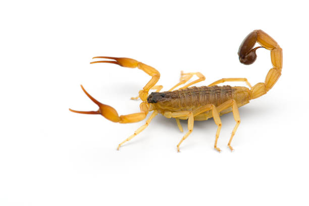 istock African venom Scorpion isolated on white background 1212601923