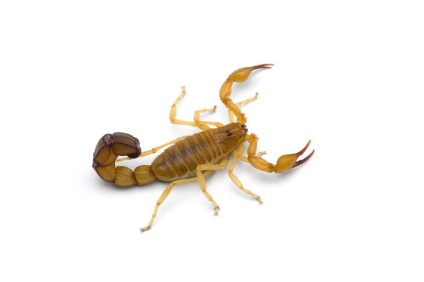istock African venom Scorpion isolated on white background 1212601941