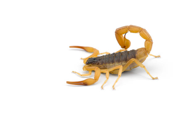 istock African venom Scorpion isolated on white background 1212602229