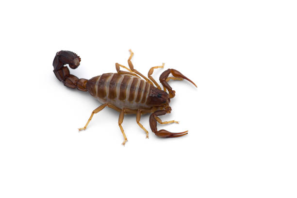 istock African venom Scorpion isolated on white background 1212602461