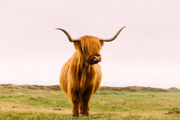 istock Single bull with very long horn from the front 1212603726
